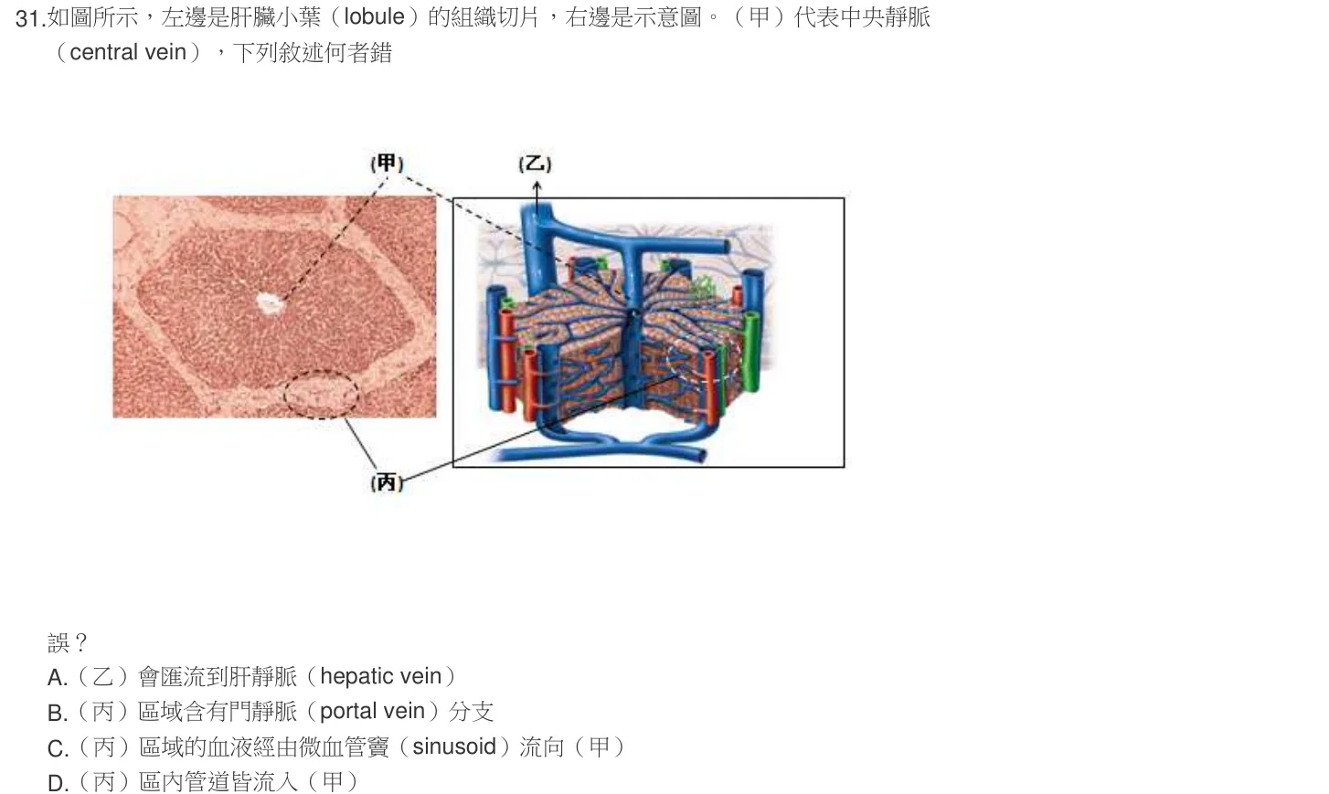 104 年第二次 解剖學與生理學 第 31 題附圖
