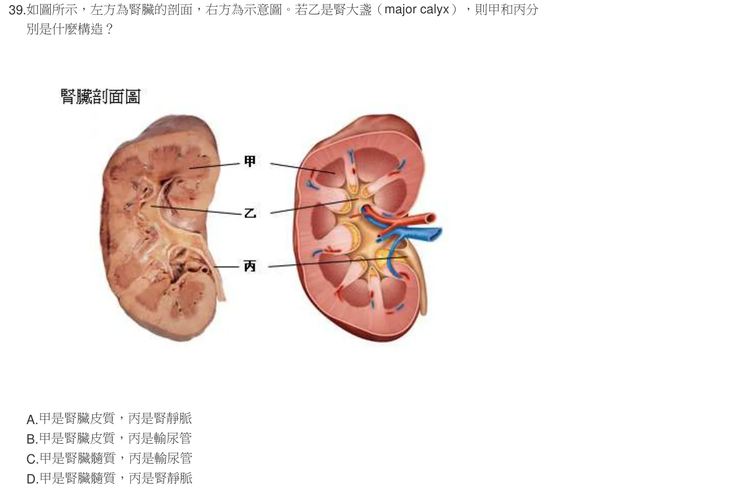 105 年第一次 解剖學與生理學 第 39 題附圖