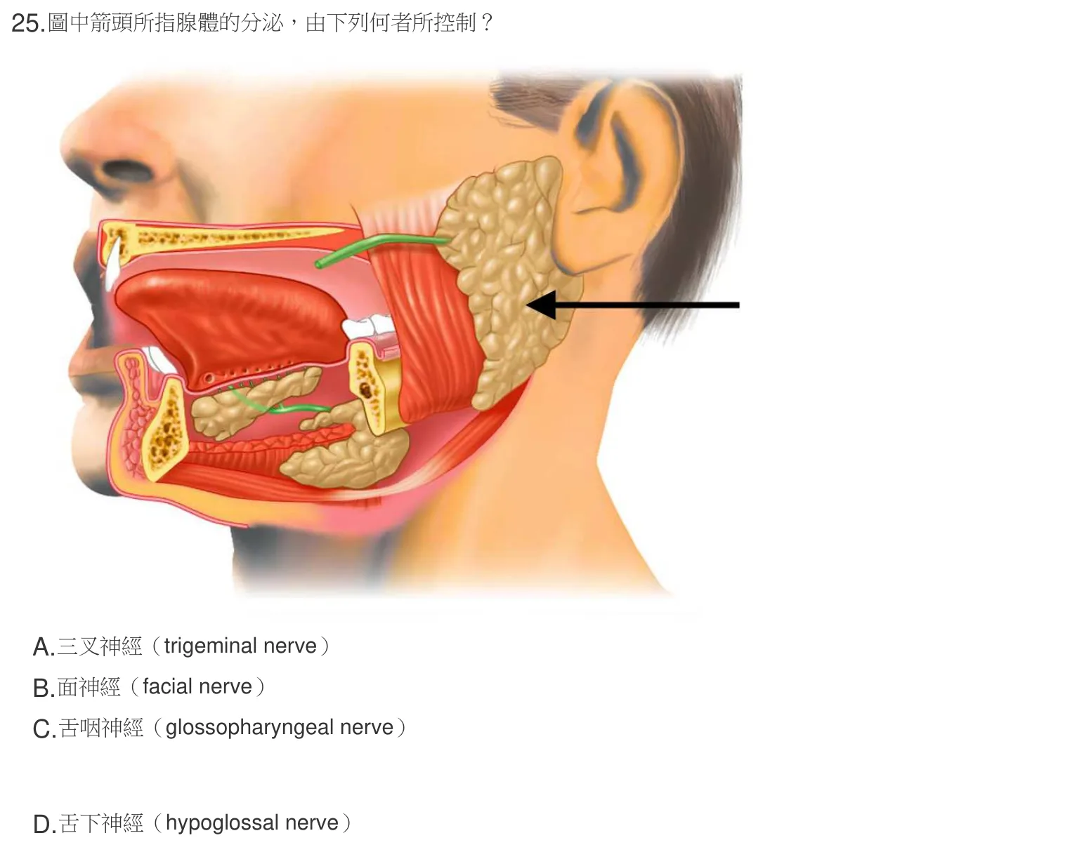 107 年第二次 解剖學與生理學 第 25 題附圖