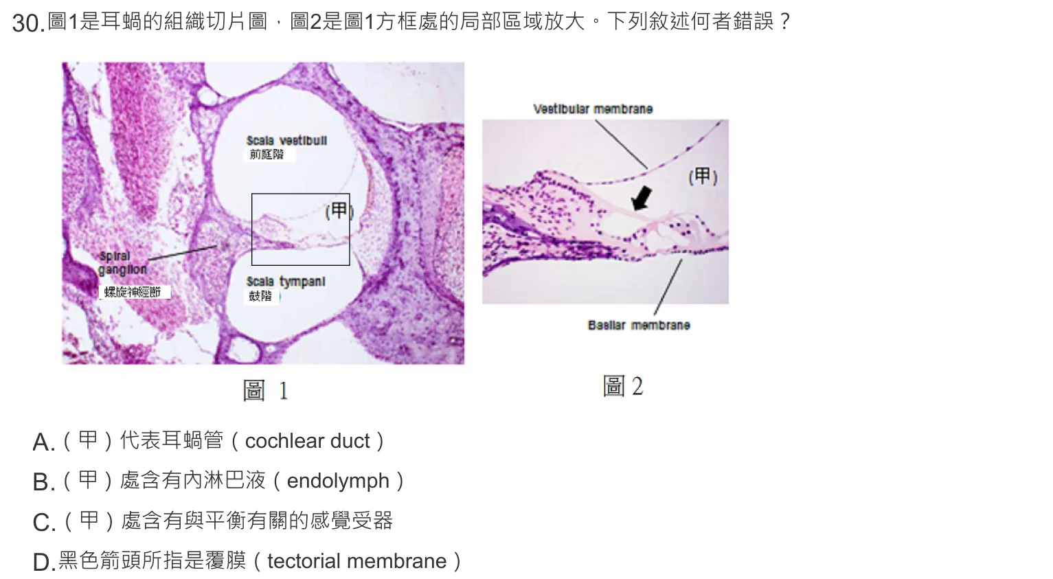 108 年第一次 解剖學與生理學 第 30 題附圖