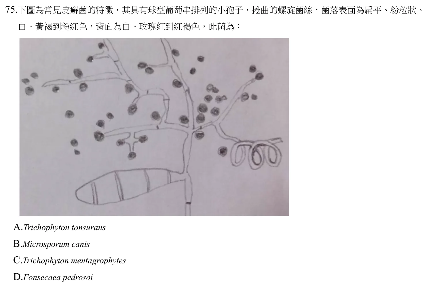109 年第二次 微生物學與臨床微生物學 第 75 題附圖